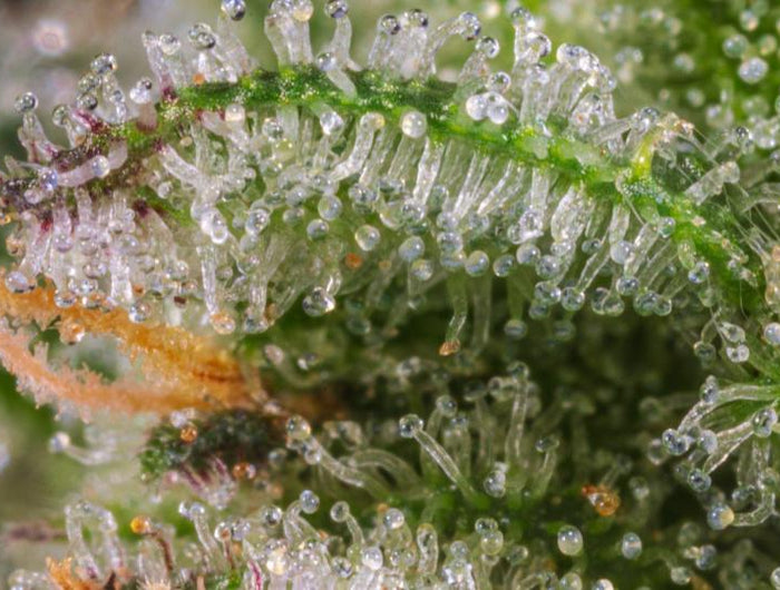 <h2>STRAIN HUNTING</h2>