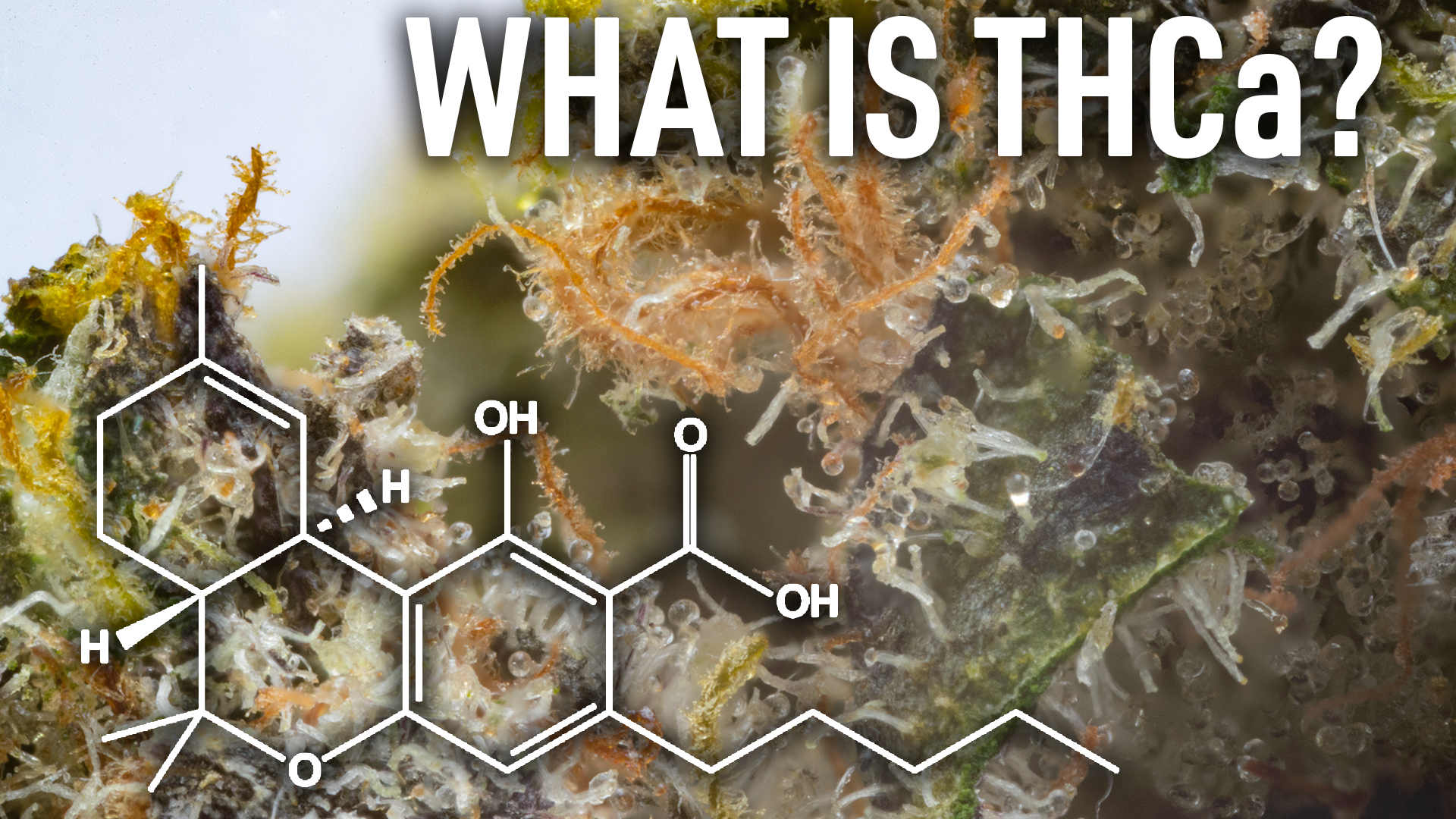 THCa Cannabis Flower