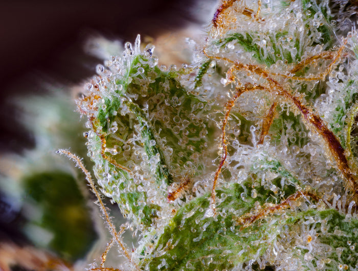 <h2>STRAIN HUNTING</h2>